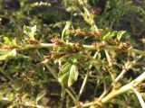 Amaranthus albus