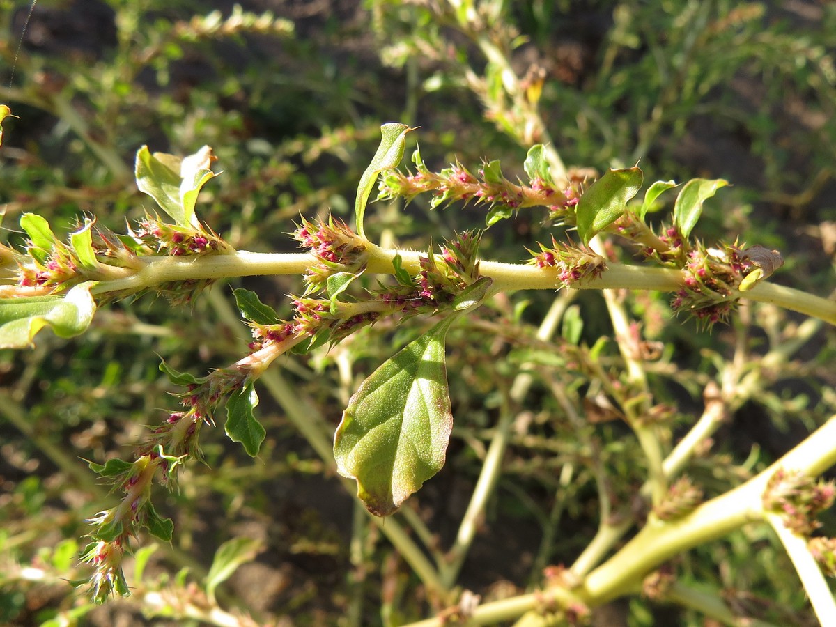 Image of Amaranthus albus specimen.