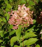 Hydrangea paniculata