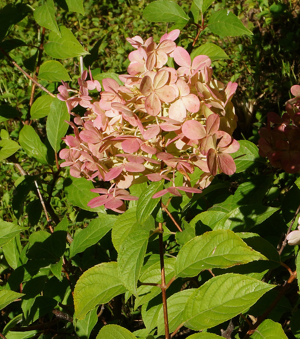 Image of Hydrangea paniculata specimen.