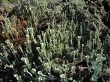 genus Cladonia