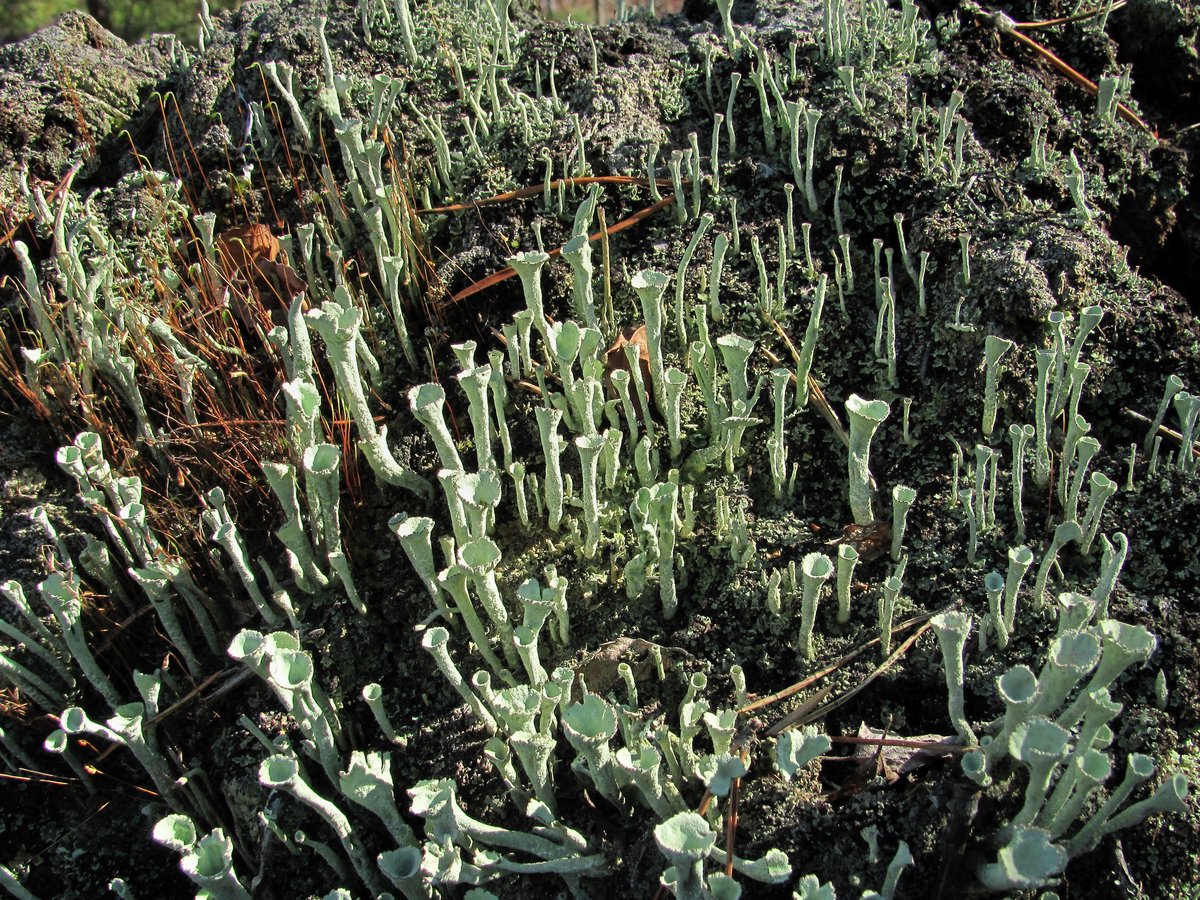 Image of genus Cladonia specimen.