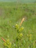 Carex pallescens. Верхушка побега с соплодиями и отцветшим мужским соцветием. Украина, Тернопольская обл., Кременецкий р-н, окр. г. Почаева, луг к югу от Свято-Духовского скита. 01.06.2015.