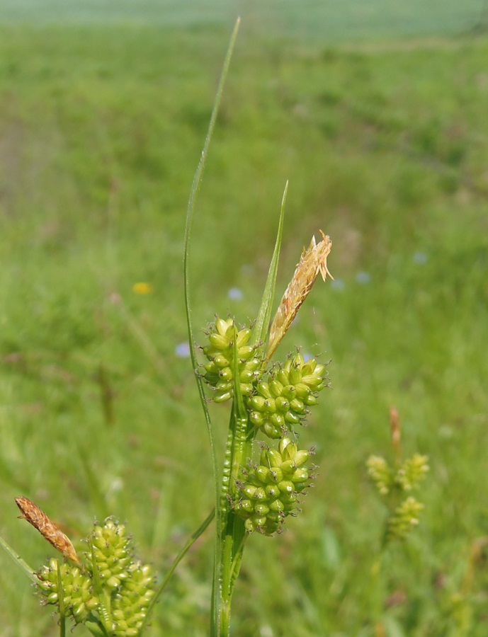 Изображение особи Carex pallescens.