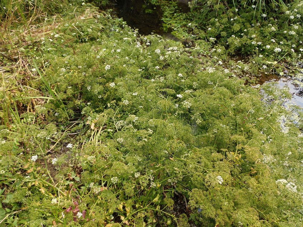 Изображение особи Berula erecta.