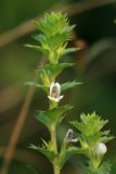 Euphrasia maximowiczii