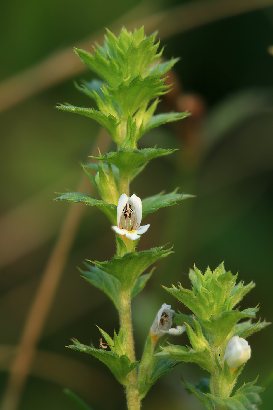 Image of Euphrasia maximowiczii specimen.