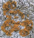 genus Xanthoria