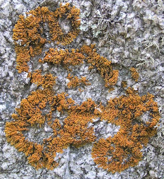 Image of genus Xanthoria specimen.