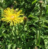 Inula salicina