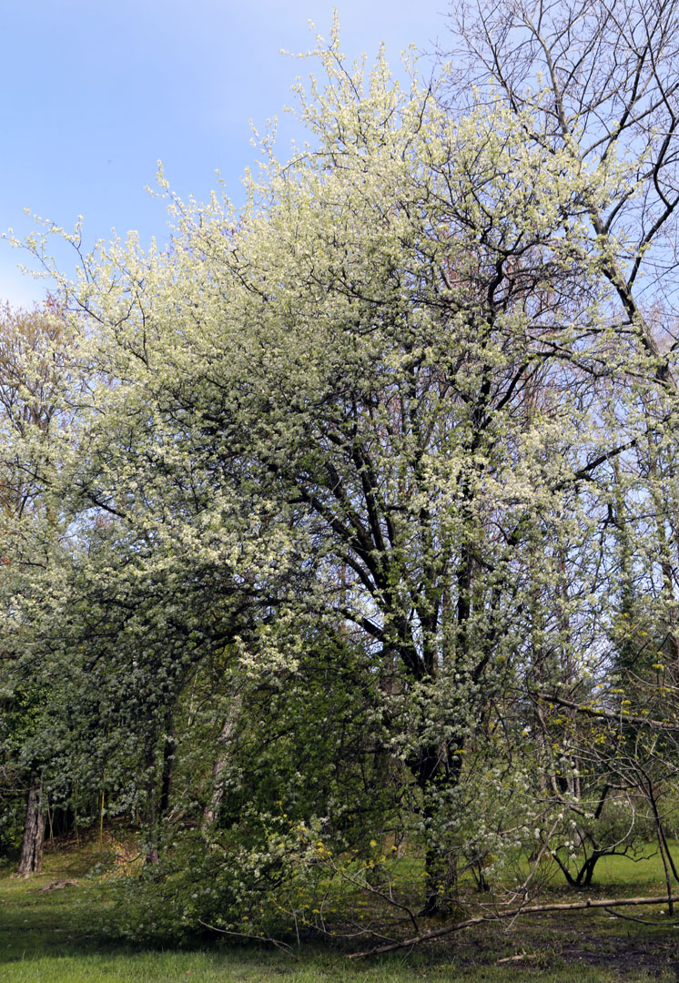 Image of genus Pyrus specimen.