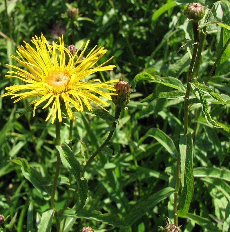 Image of Inula salicina specimen.