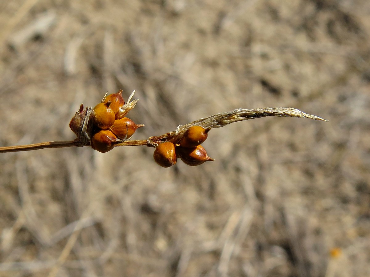 Image of Carex supina specimen.