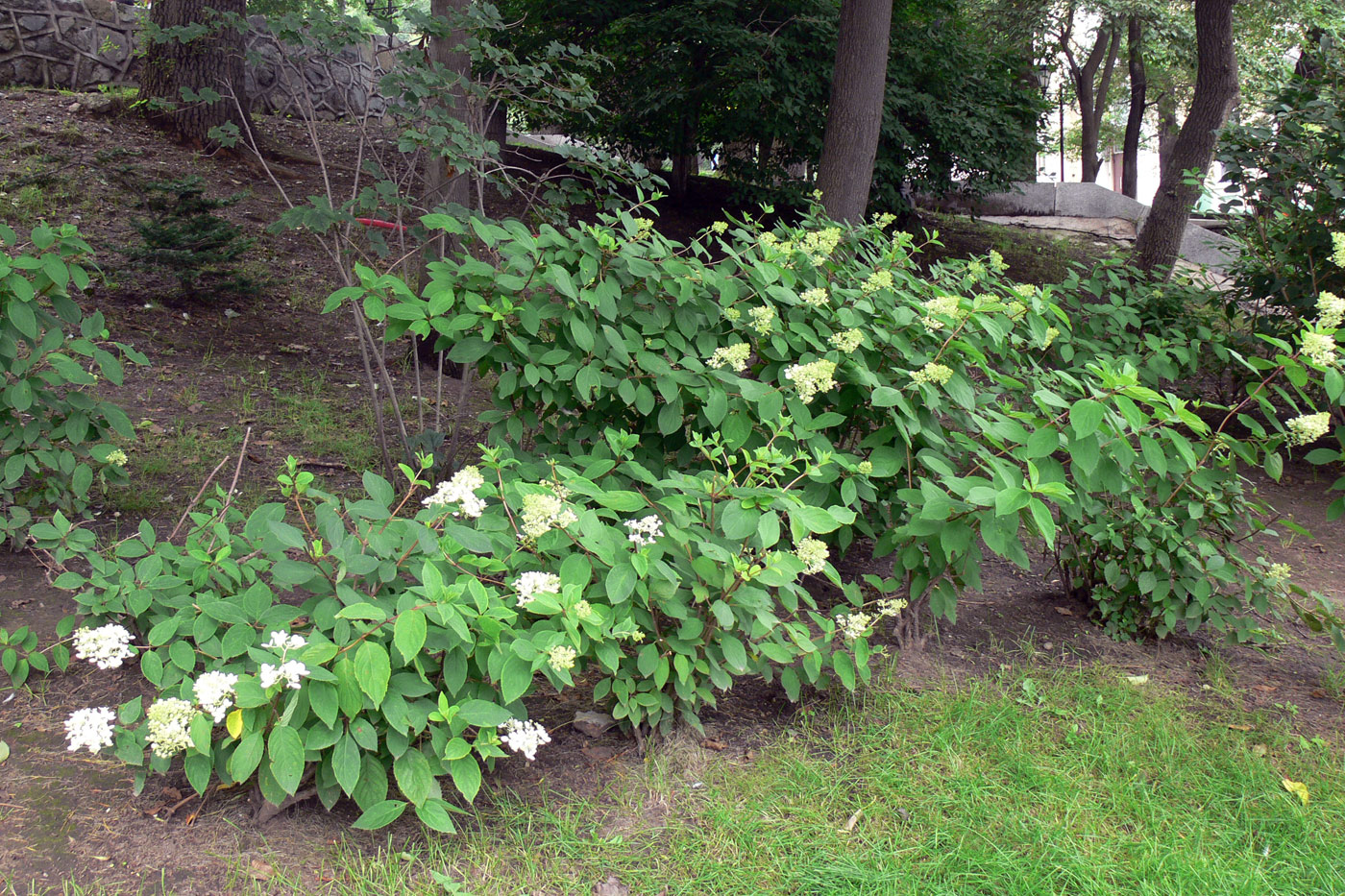 Изображение особи Hydrangea paniculata.