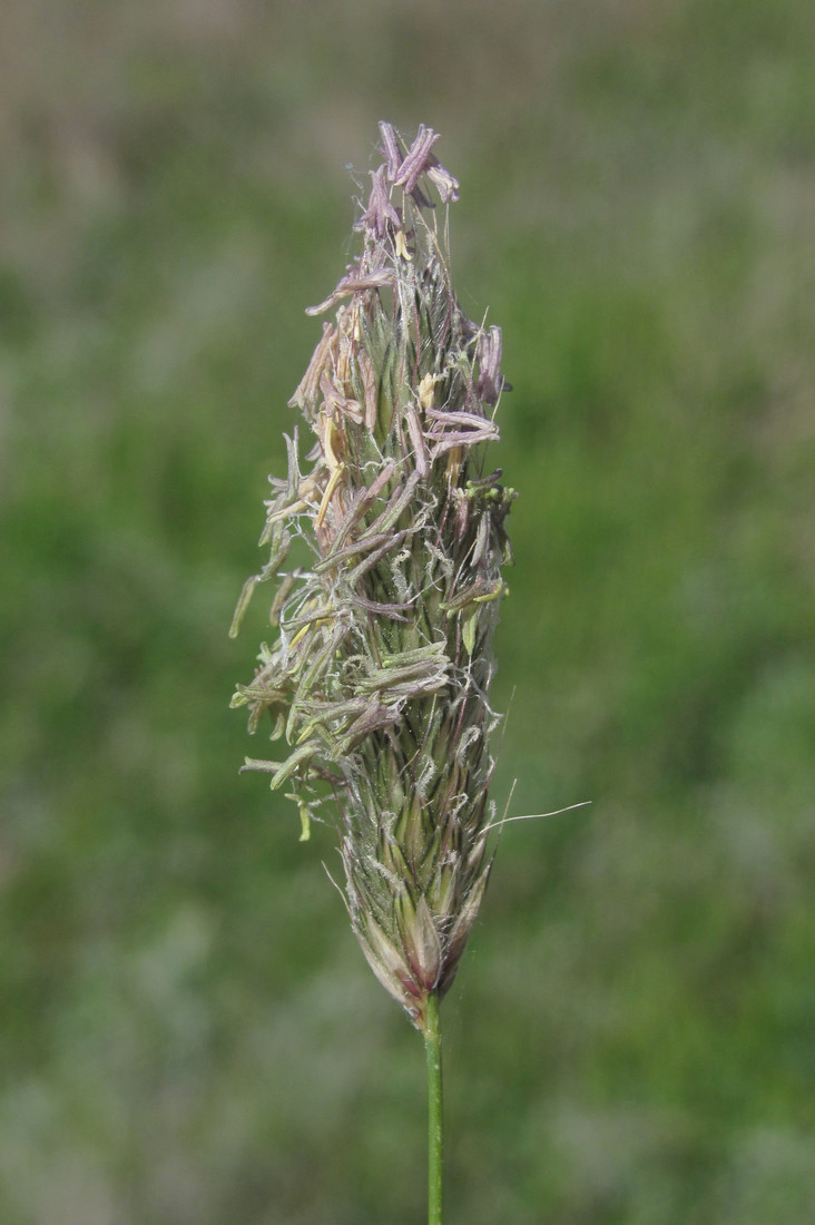 Image of Alopecurus pratensis specimen.