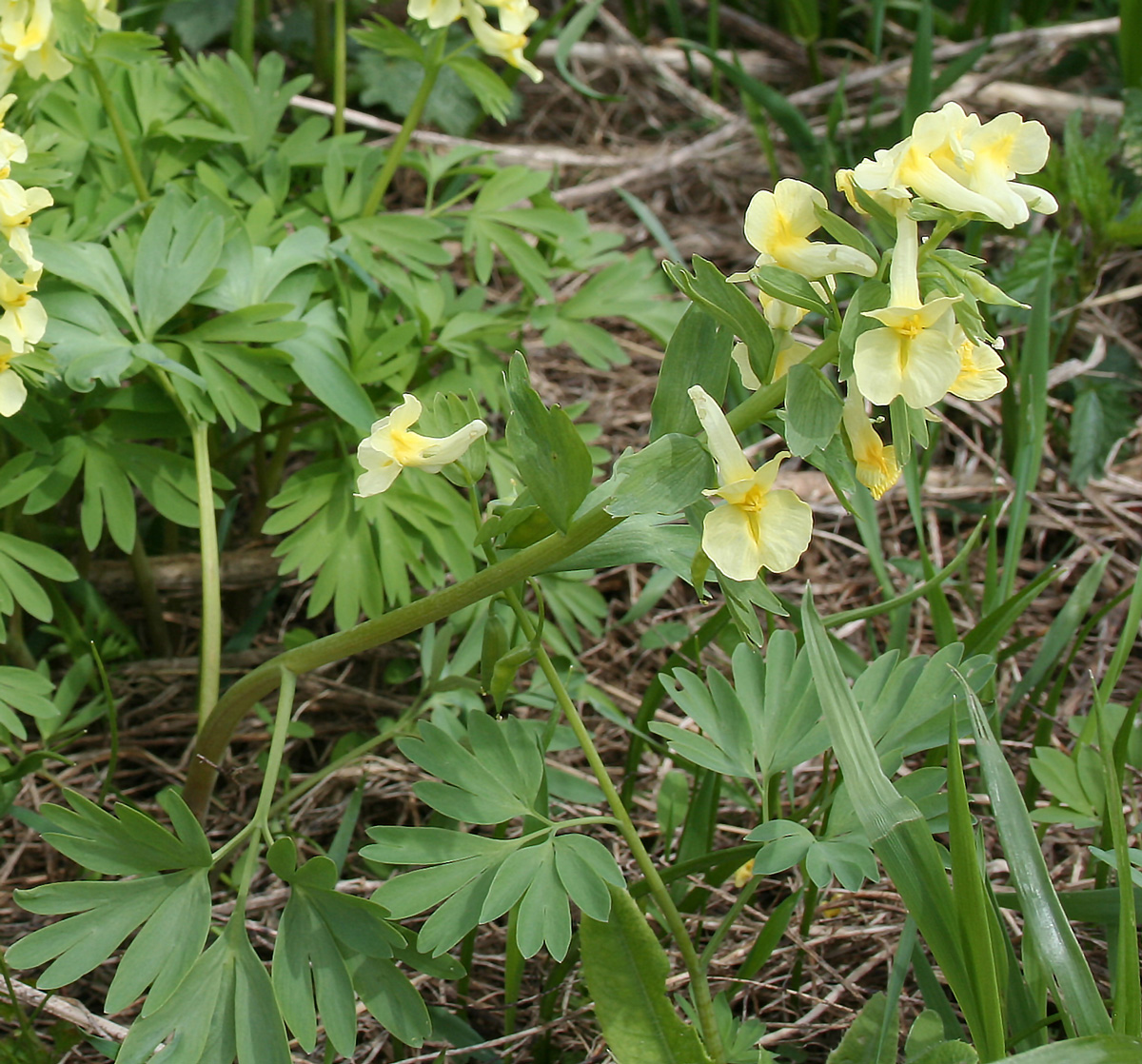 Image of Corydalis bracteata specimen.