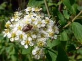 Spiraea media