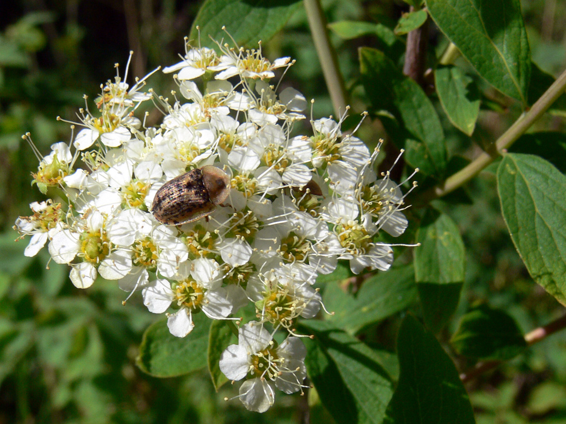 Image of Spiraea media specimen.