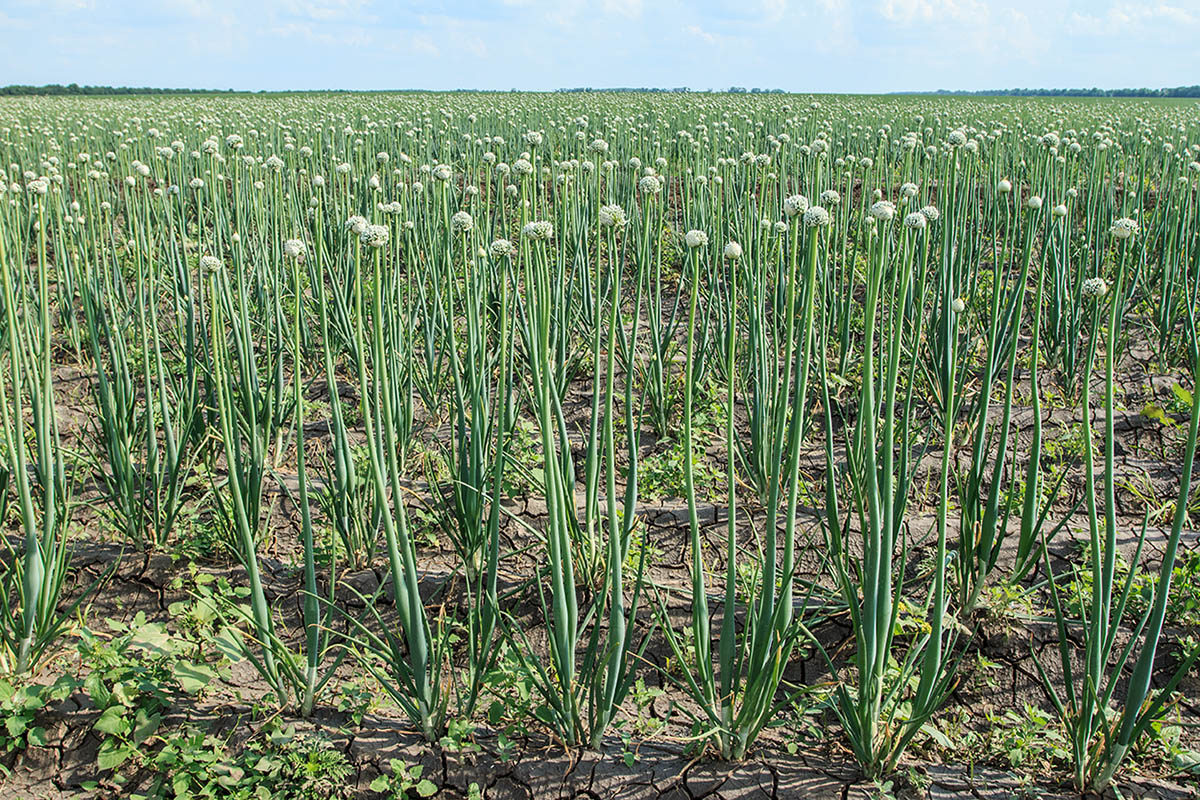 Image of Allium cepa specimen.