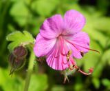 Geranium macrorrhizum