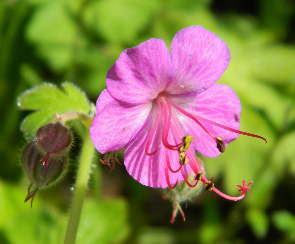 Изображение особи Geranium macrorrhizum.