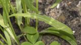 Crepis tectorum. Стебель и лист в нижней части растения. Саратов, Октябрьское ущелье, широколиственный смешанный лес, на обочине. 08.07.2017.