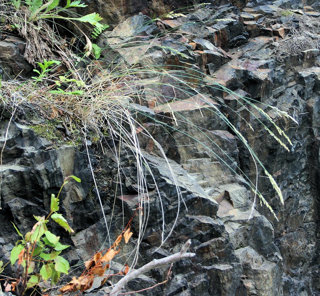 Image of Poa ochotensis specimen.