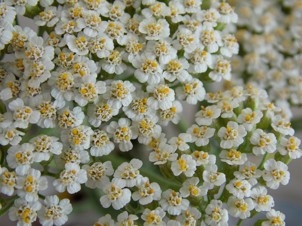 Изображение особи Achillea millefolium.