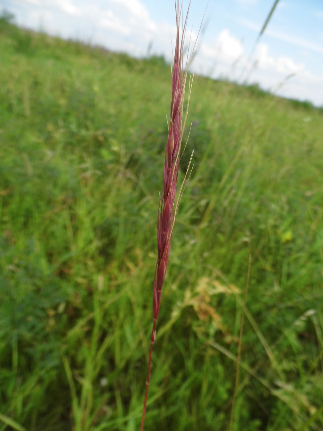 Изображение особи Elymus gmelinii.