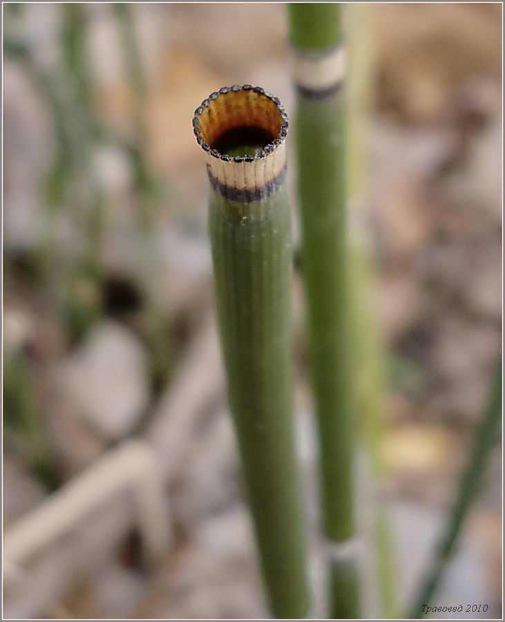 Изображение особи Equisetum hyemale.