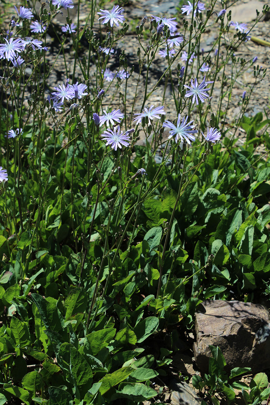 Image of Cicerbita racemosa specimen.