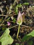 Calystegia inflata