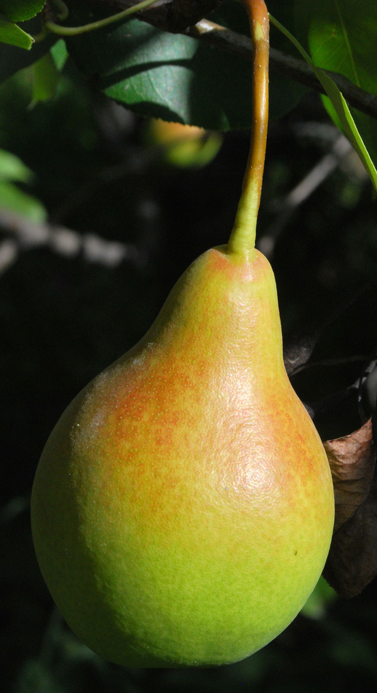 Image of Pyrus communis specimen.