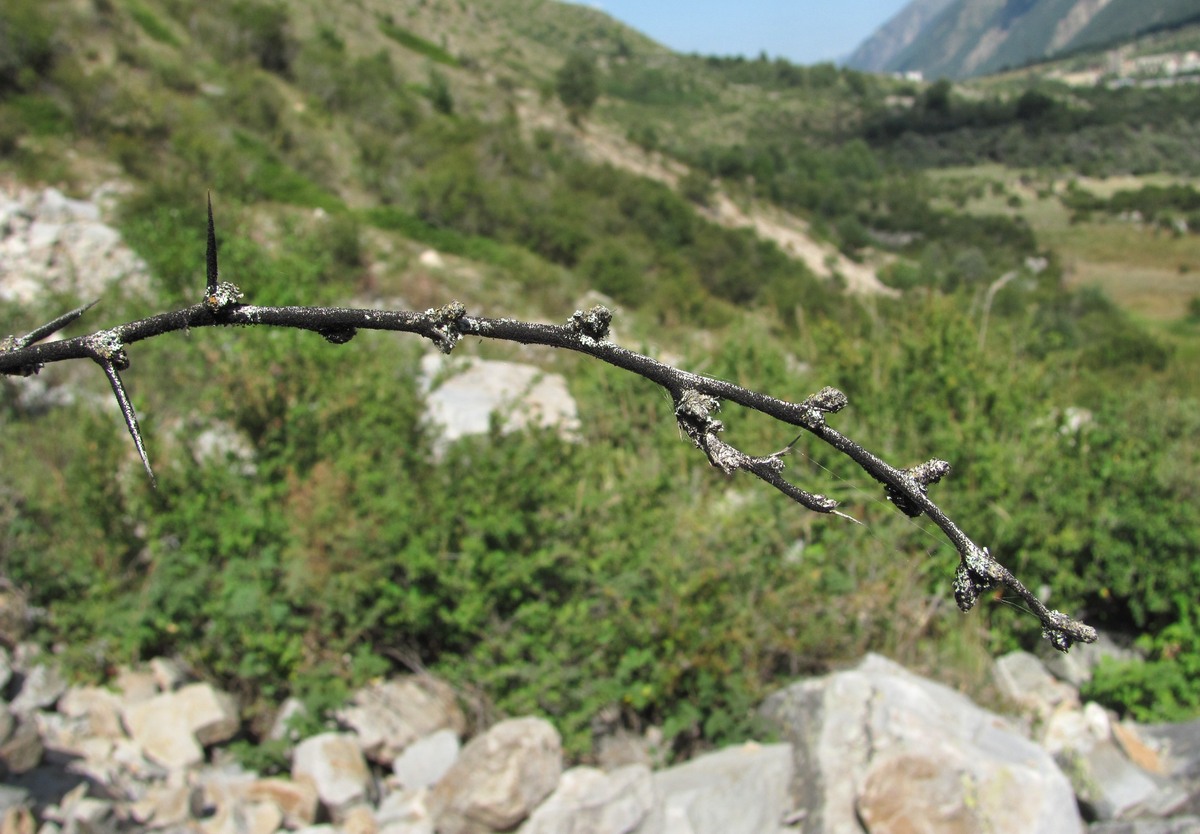 Image of Berberis vulgaris specimen.