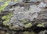 Lecanora rupicola