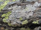 Lecanora rupicola