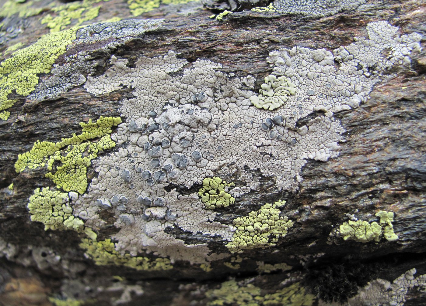 Изображение особи Lecanora rupicola.