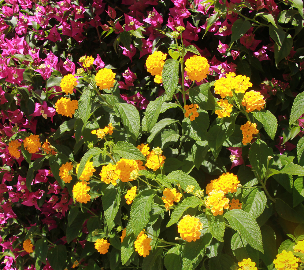 Изображение особи Lantana camara.