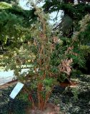 genus Deutzia