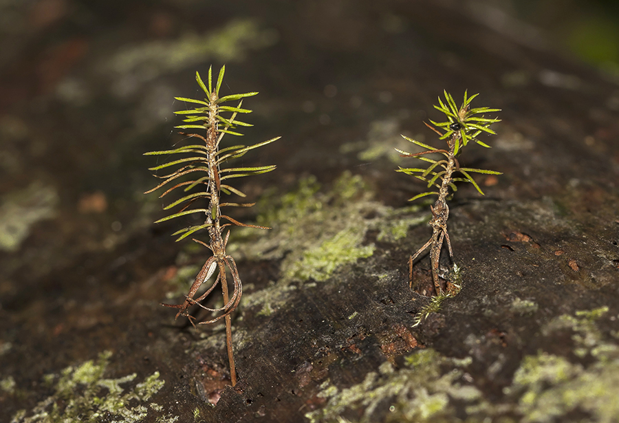 Изображение особи Picea abies.