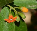 Bonellia macrocarpa