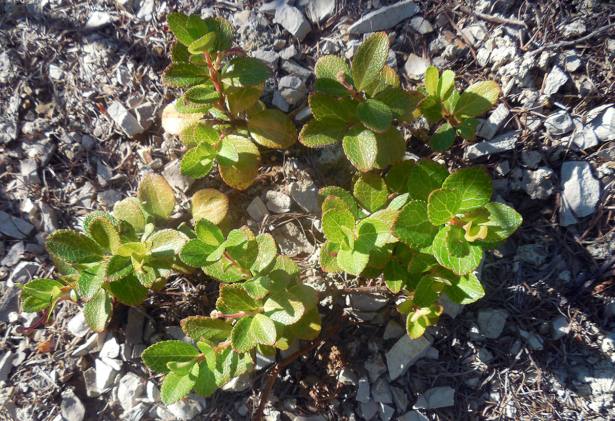 Image of Gaultheria miqueliana specimen.