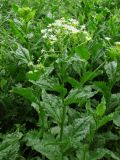 Cardaria draba