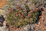 Chamaerhodos altaica. Отцветшее растение. Монголия, аймак Завхан, окр. пос. Сантмаргац, ≈ 1700 м н.у.м., на скале. 10.06.2017.