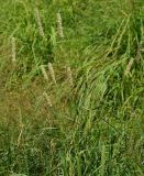 Phleum pratense. Верхушка цветущего растения. Восточный Казахстан, г. Усть-Каменогорск, берег р. Ульба, луг. 17.07.2017.