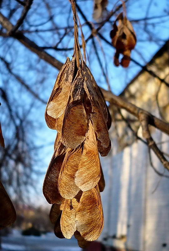 Image of Acer negundo specimen.