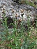 Centaurea cheiranthifolia. Верхушка отцветающего растения. Кабардино-Балкария, Эльбрусский р-н, долина р. Адылсу, ок. 2400 м н.у.м., у тропы. 24.08.2017.