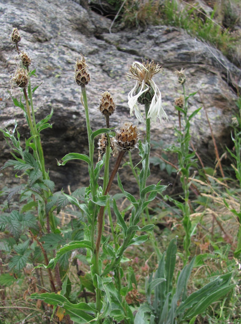 Image of Centaurea cheiranthifolia specimen.