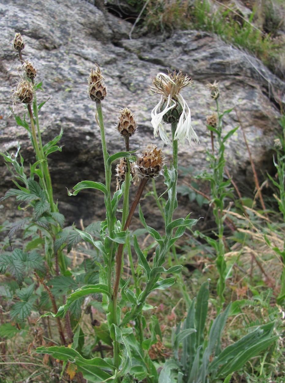 Изображение особи Centaurea cheiranthifolia.