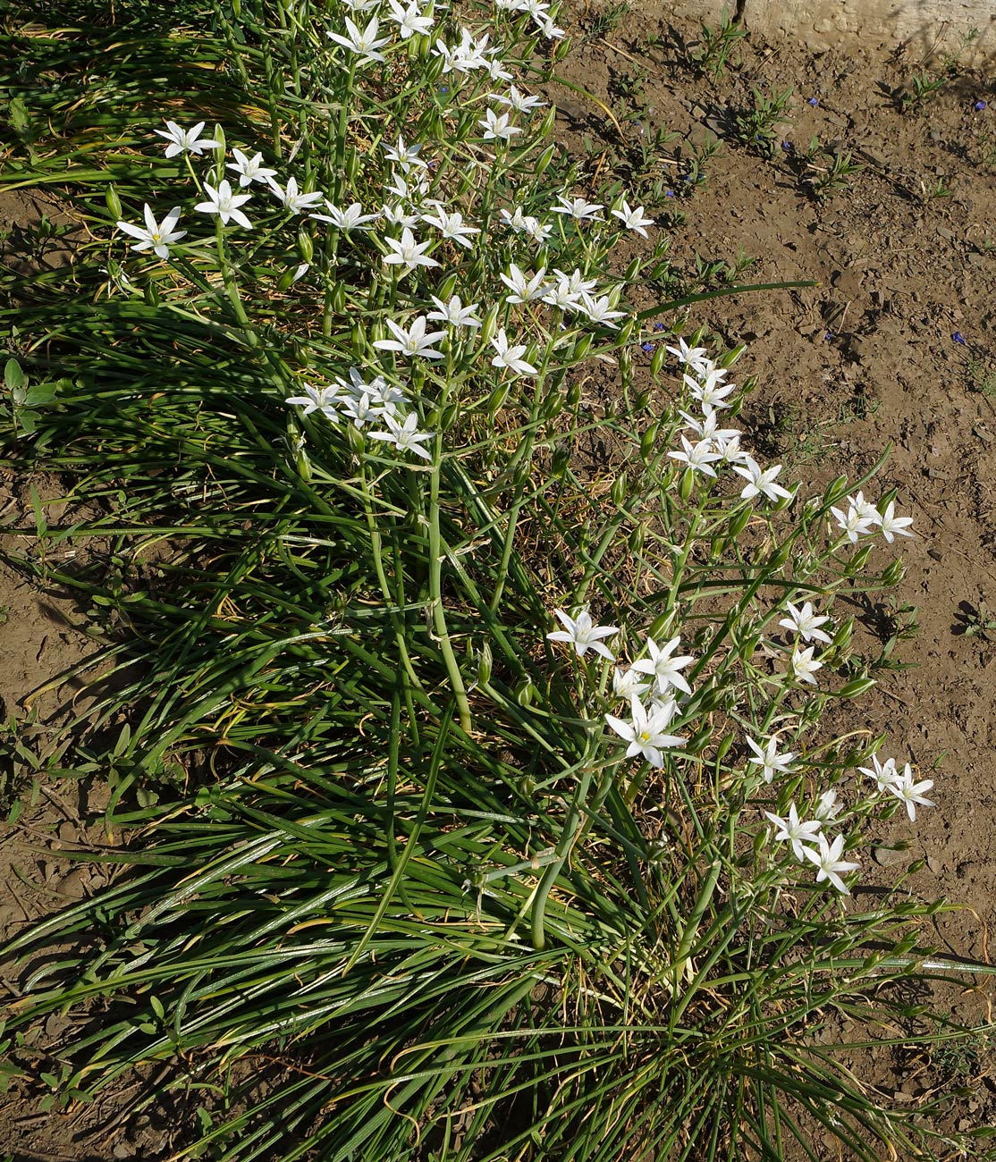 Image of Ornithogalum umbellatum specimen.